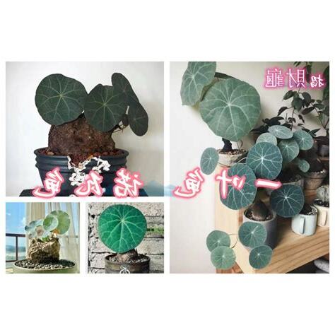 龜 植物